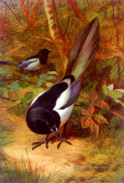  bird Oil Painting - Magpies Archibald Thorburn bird